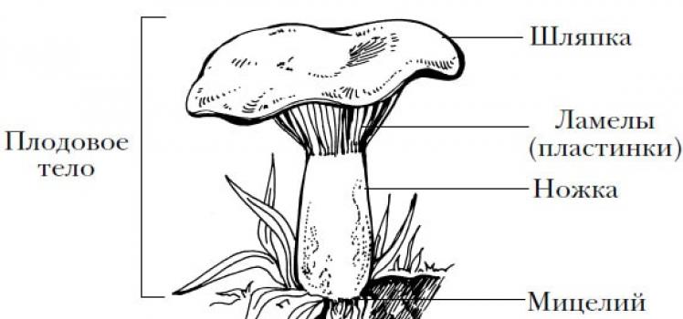 Строение гриба Как называются части гриба